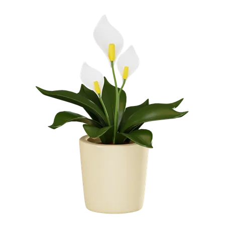 Peace Lily In A Pot Perfect For Enhancing Home Decor And Interior Design Projects With A Touch Of Nature And Elegance 3 D Render Illustration 3D Icon