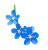 Forget-Me-Not