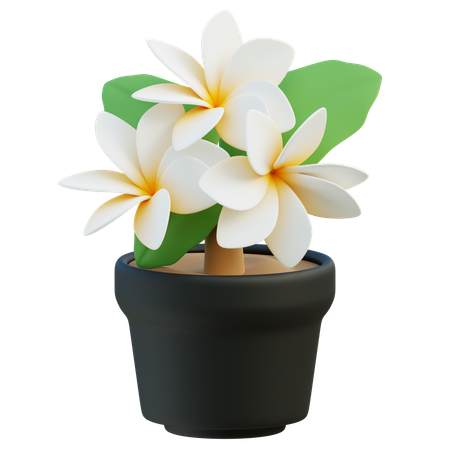 Frangipani em vaso  3D Icon