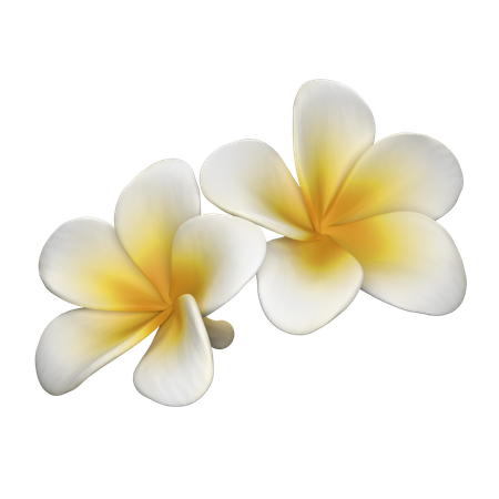 Frangipani Flower  3D Icon