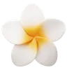 Frangipani Flower