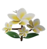 Frangipani Flower