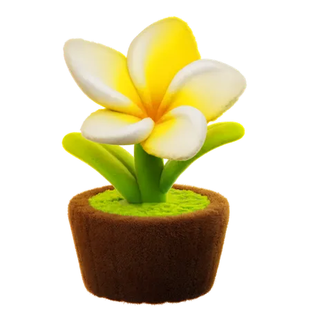 Frangipani Flower  3D Icon