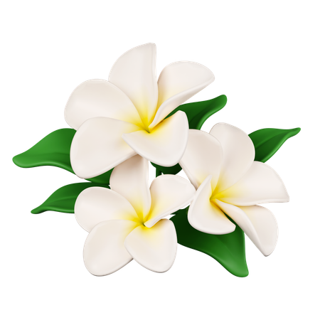 Frangipani Flowers  3D Icon