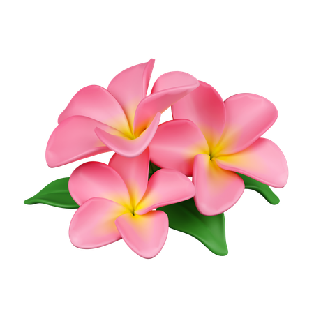 Frangipani Flowers  3D Icon