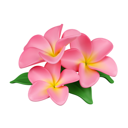 Frangipani Flowers  3D Icon