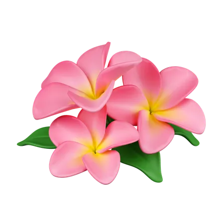 3 D Frangipani Flowers Icon Isolated On White Background 3 D Rendering Illustration Clipping Path 3D Icon