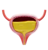 Gall Bladder