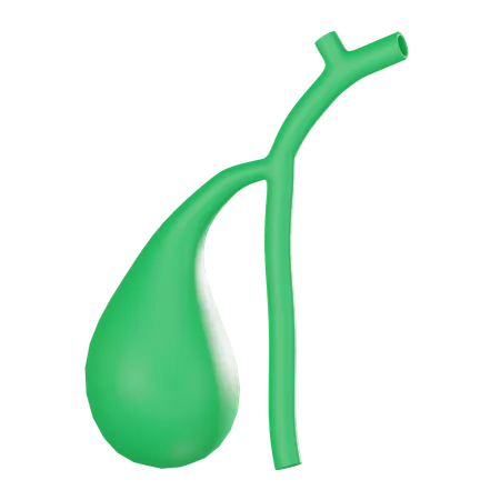 Gall Bladder  3D Icon