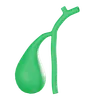 Gall Bladder