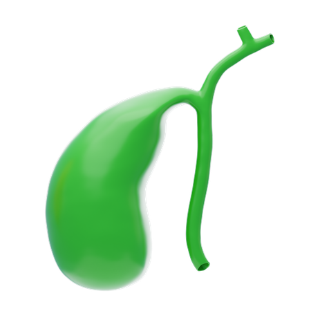 Gall Bladder  3D Icon