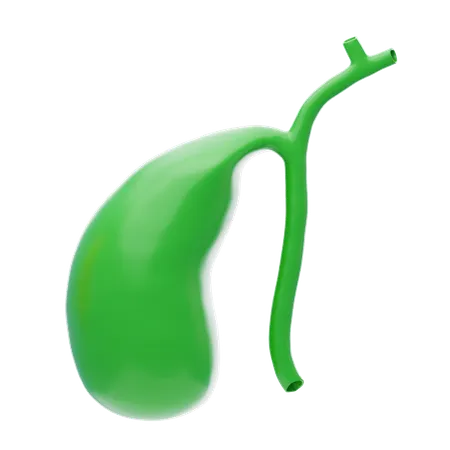 Gall Bladder  3D Icon