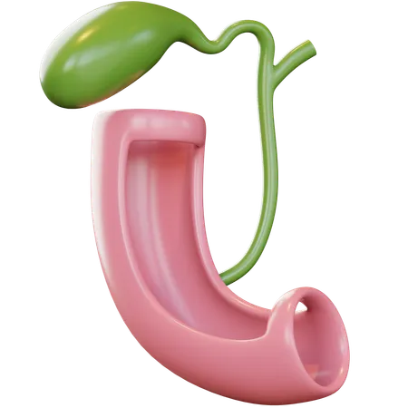 Gallbladder  3D Icon