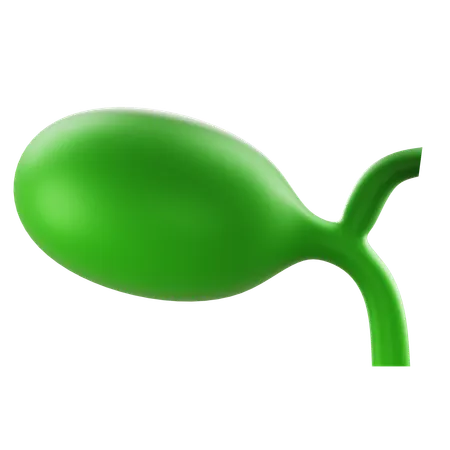 Gallbladder  3D Icon