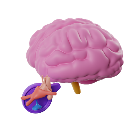 Gehirn mit Hypophyse  3D Icon