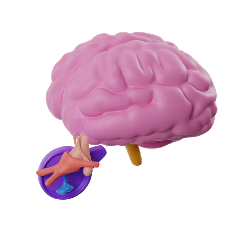 Gehirn mit Hypophyse  3D Icon