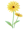 Gerbera