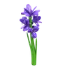 Gladiolus Flower