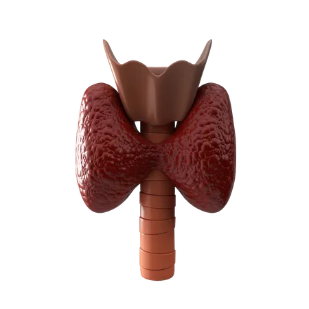 Glándula tiroides  3D Icon