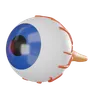 globo ocular