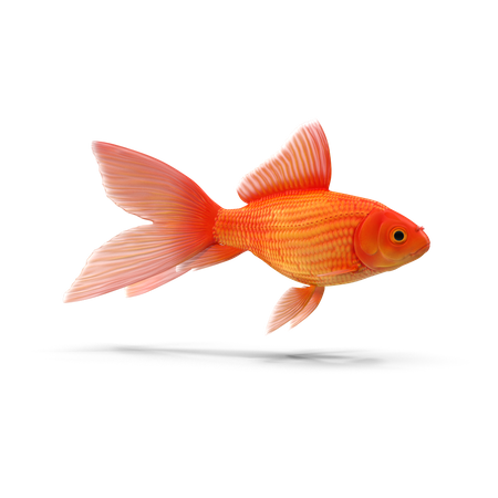 Goldfish 3D Illustration