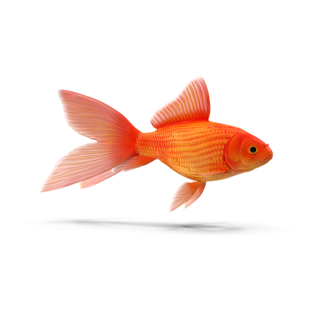 Goldfish  3D Illustration