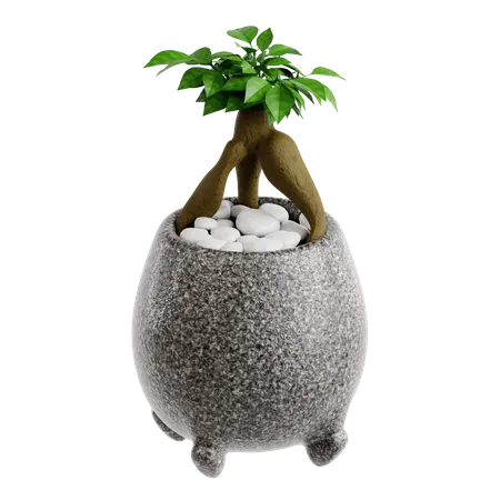 Graftes ficus bonsai  3D Icon