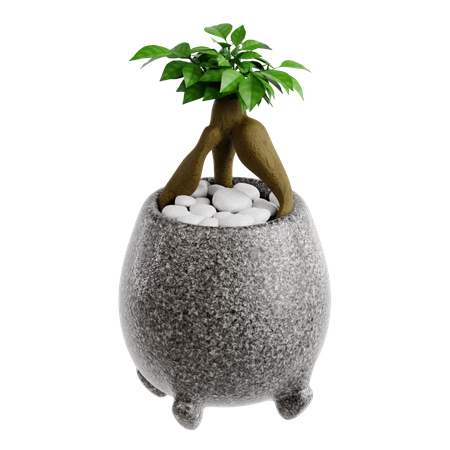 Graftes ficus bonsai  3D Icon