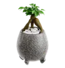 graftes ficus bonsai