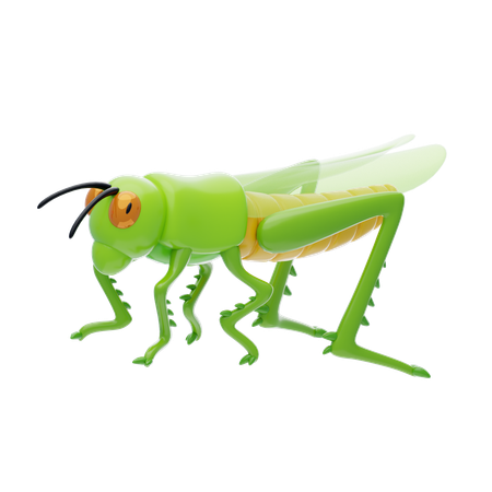 Grasshopper  3D Icon