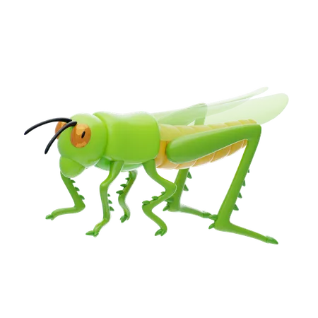 Grasshopper  3D Icon