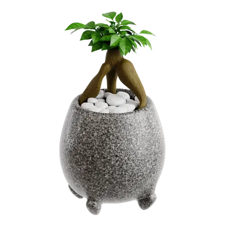 Tombes ficus bonsaï  3D Icon