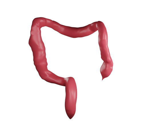Gros intestin  3D Illustration