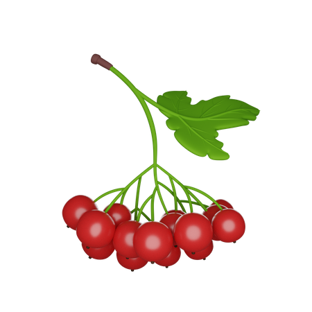 Guelder Rosa  3D Icon