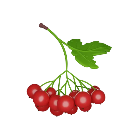 Guelder Rose  3D Icon