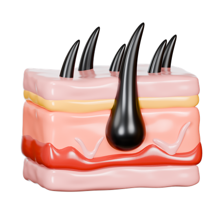 Haut mit Haarfollikeln  3D Icon