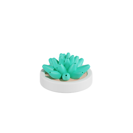 Plante de cactus haworthia  3D Icon