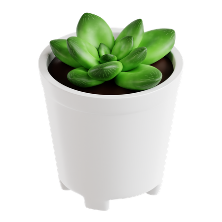 Haworthia Cymbiformis Plant  3D Icon