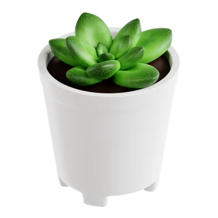 Haworthia Cymbiformis Plant  3D Icon