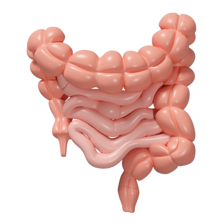 Healthy Intestine  3D Icon