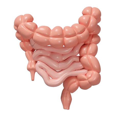 Healthy Intestine  3D Icon