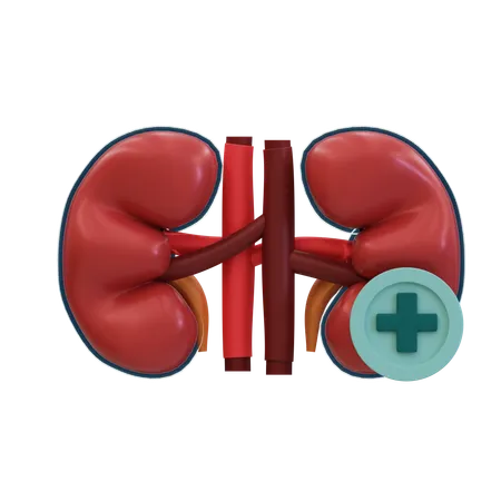 Healthy kidney  3D Icon