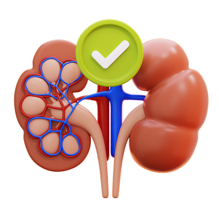 Healthy kidney  3D Icon