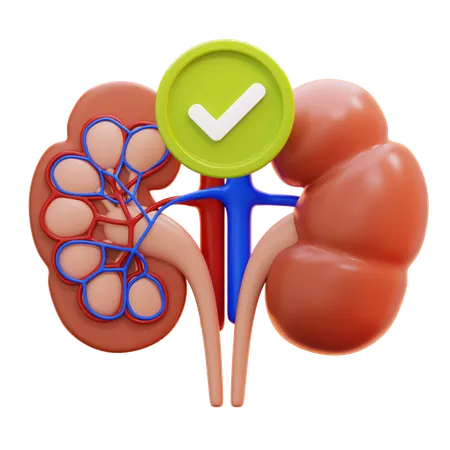 Healthy kidney  3D Icon