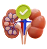 healthy kidney