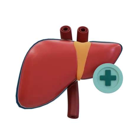 Healthy liver  3D Icon