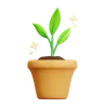 Healthy Plant