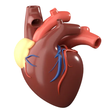 Heart 3 D Human Organ Icon 3D Icon
