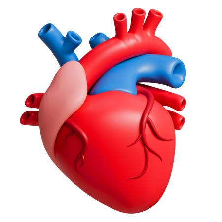 Heart anatomy  3D Icon