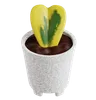 Heart Hoya Plant